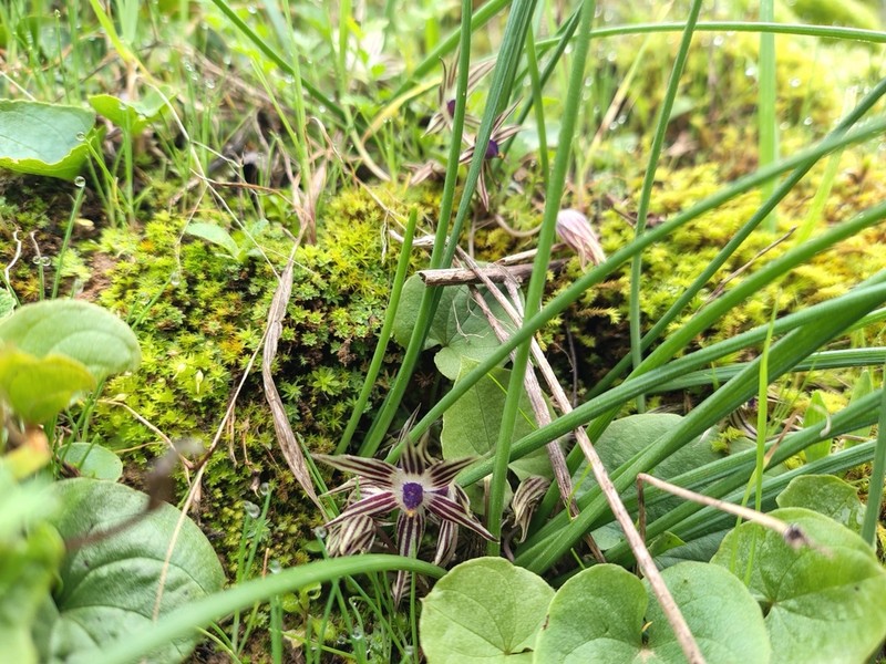 Miersia raucoana photo 2