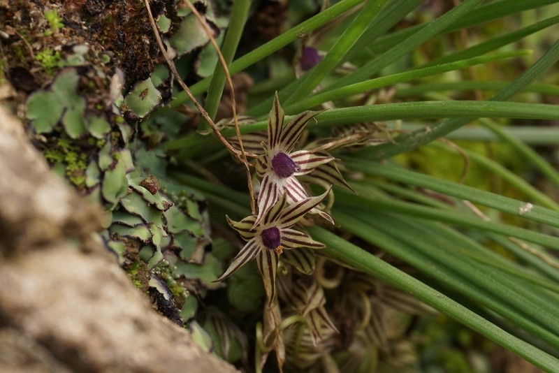 Miersia raucoana photo 3
