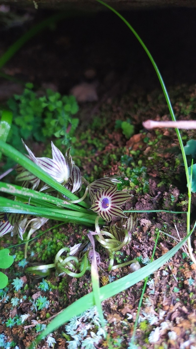 Miersia raucoana photo 4