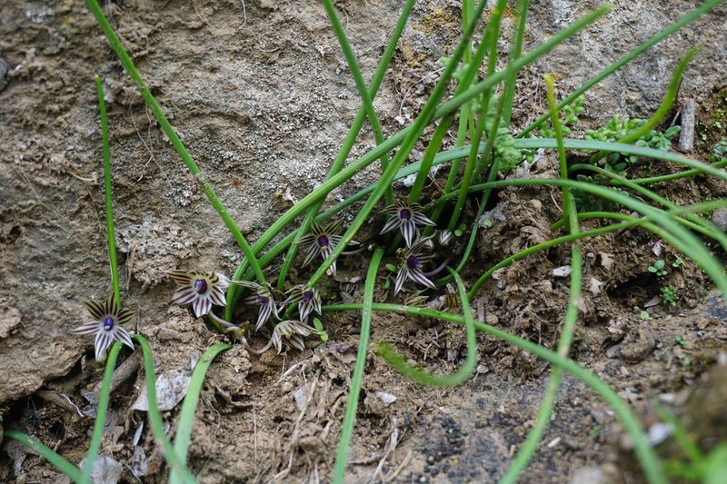Miersia raucoana photo 5