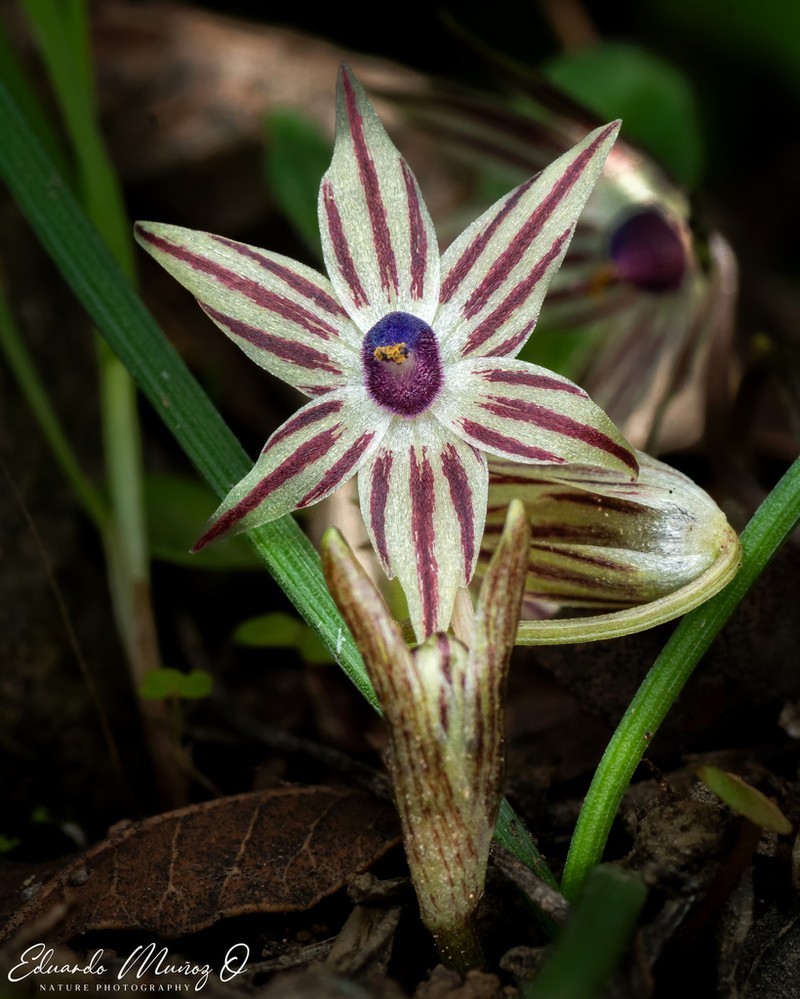 Miersia raucoana photo 6