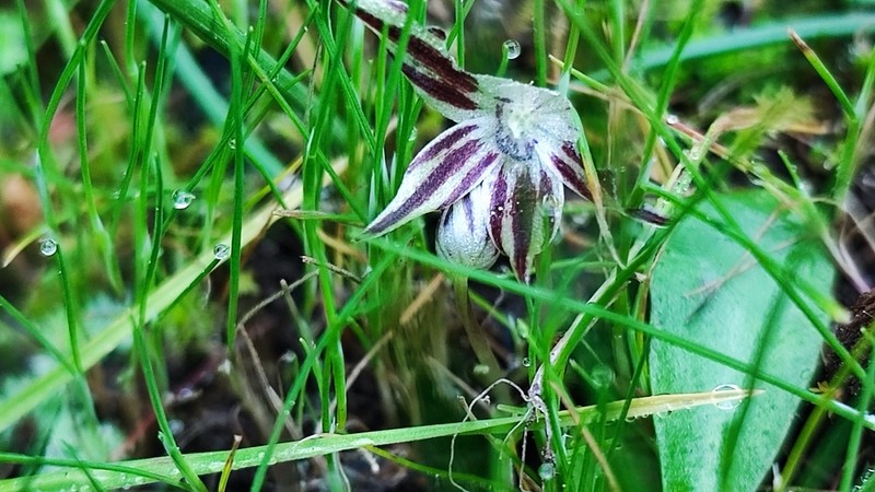Miersia raucoana photo 7