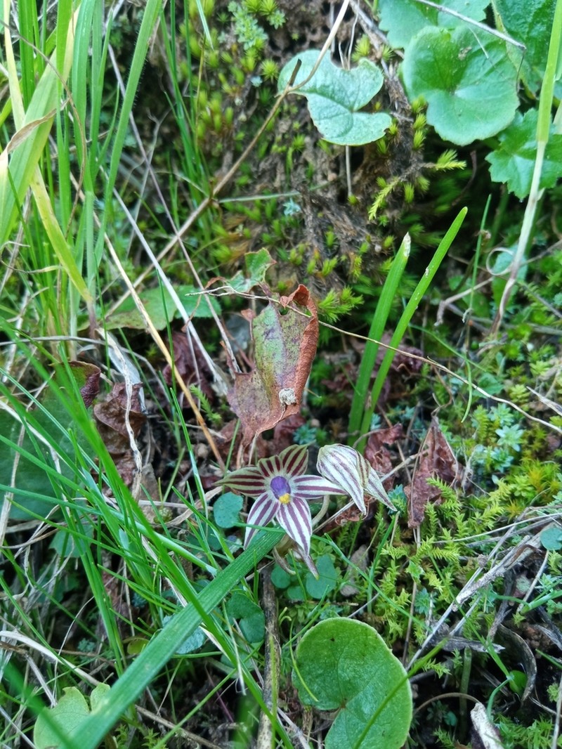 Miersia raucoana photo 8
