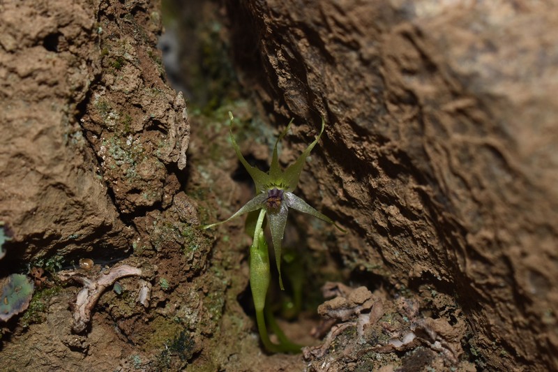 Miersia stellata