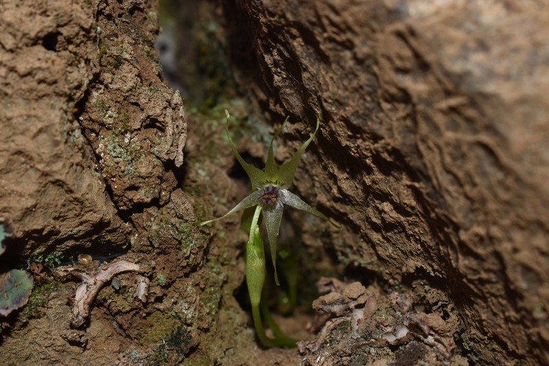 Miersia stellata photo 2