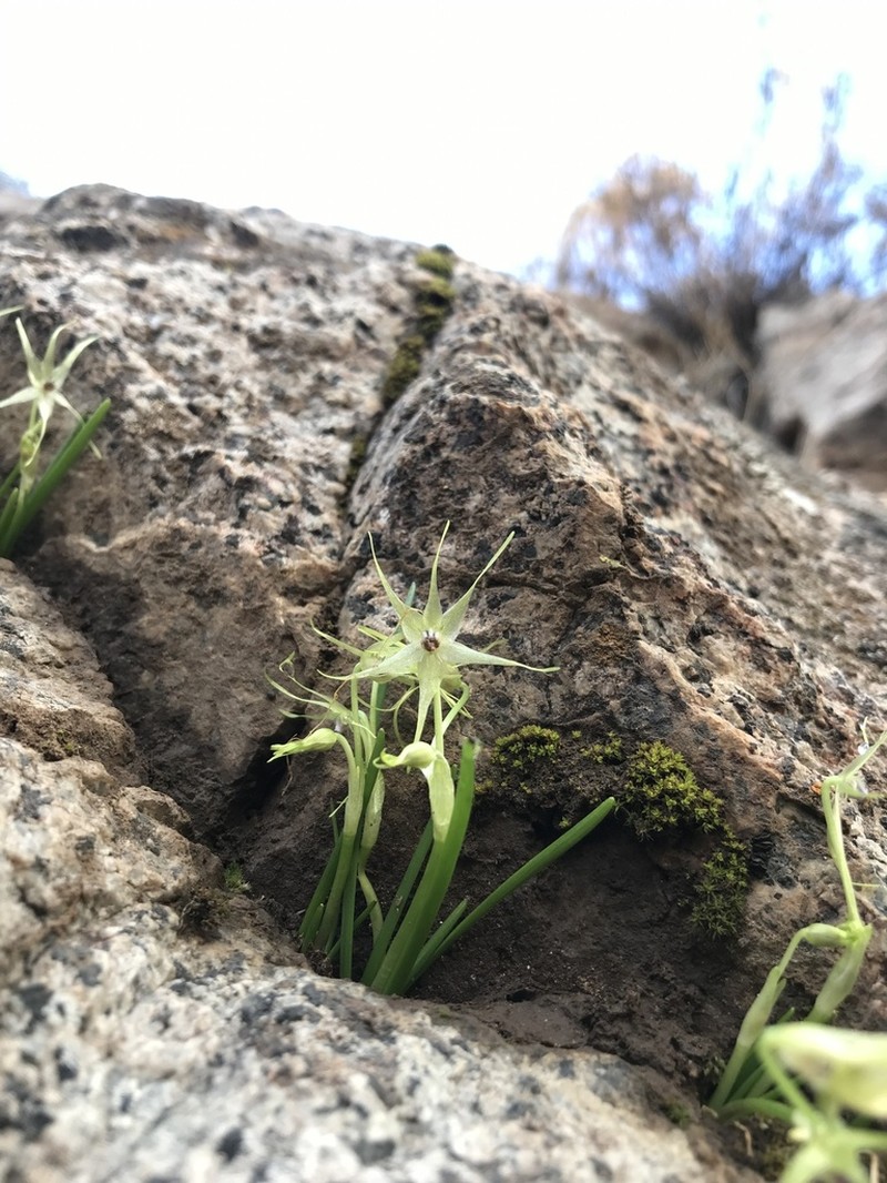 Miersia stellata photo 3