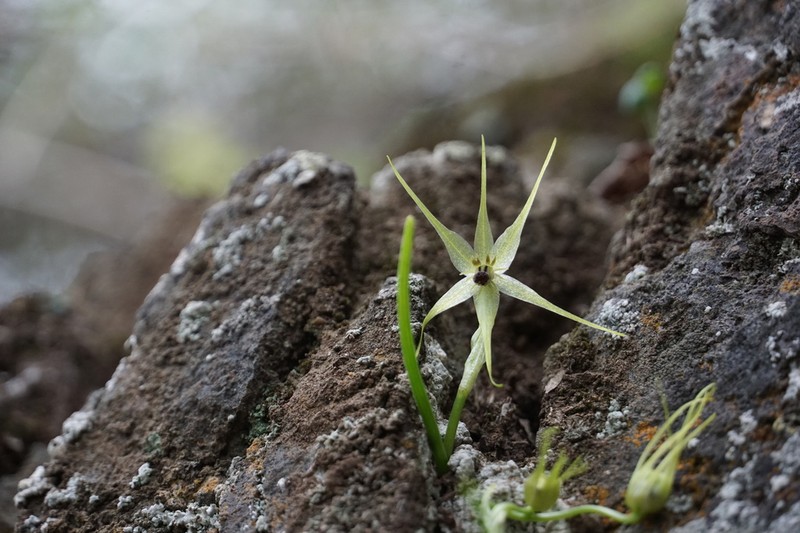 Miersia stellata photo 4