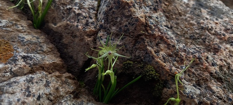 Miersia stellata photo 5