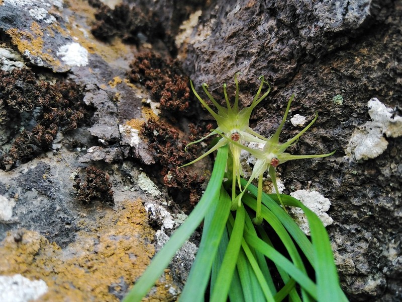 Miersia stellata photo 6