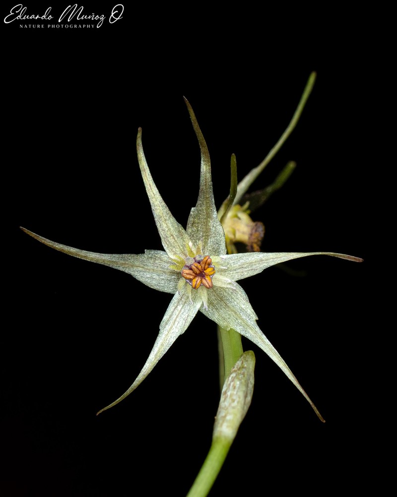 Miersia stellata photo 7
