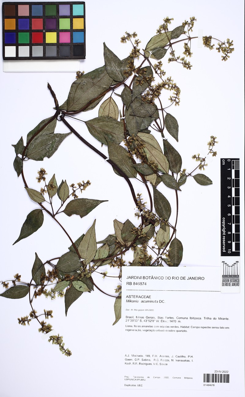Mikania acuminata