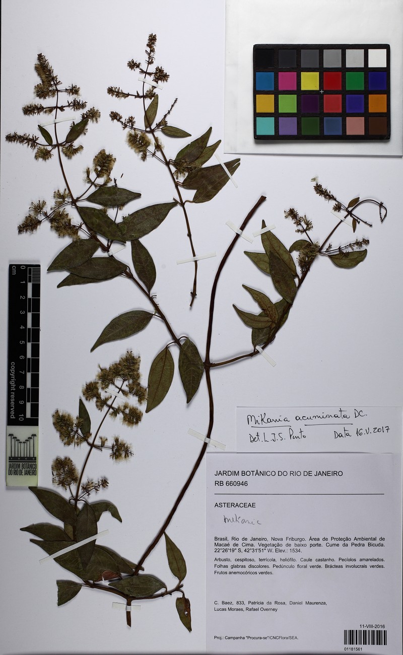 Mikania acuminata photo 2