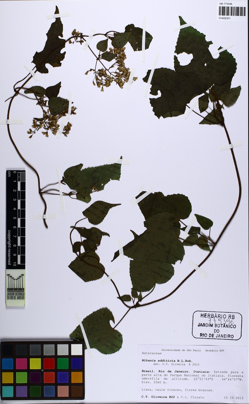 Mikania additicia