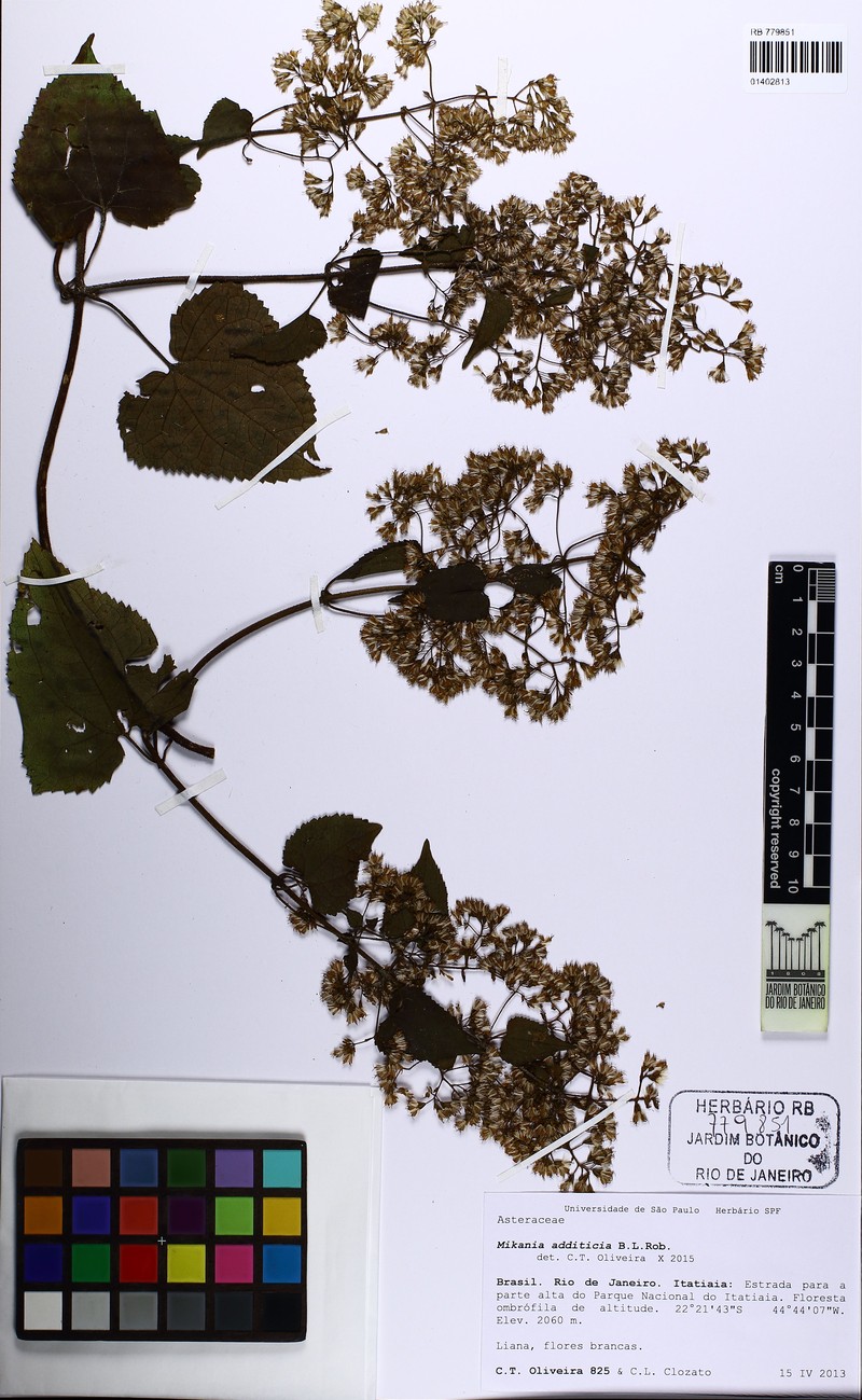 Mikania additicia photo 2
