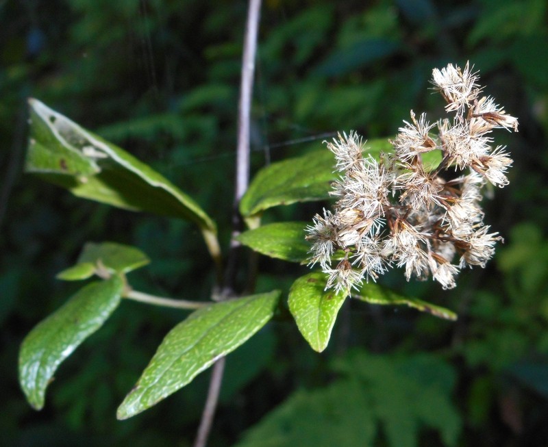 Mikania alba