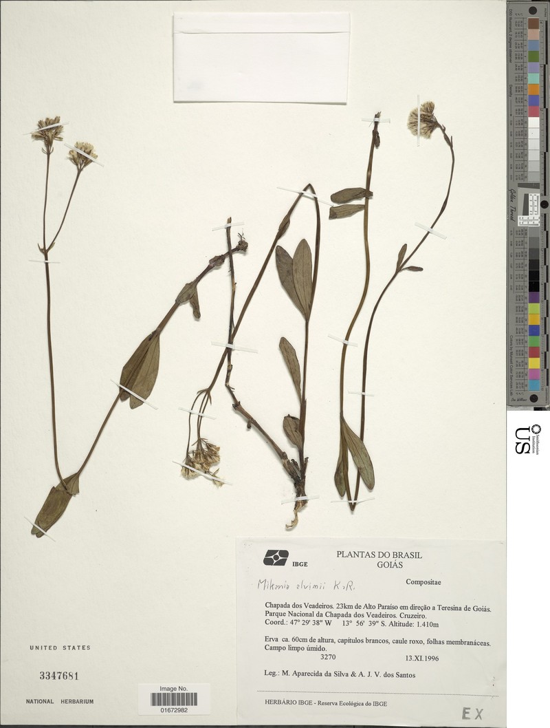 Mikania alvimii