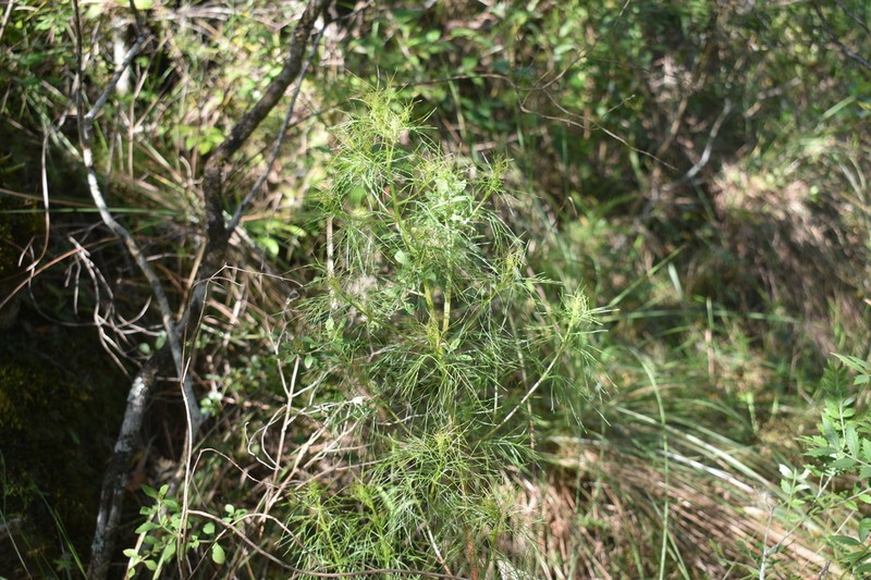 Mikania anethifolia