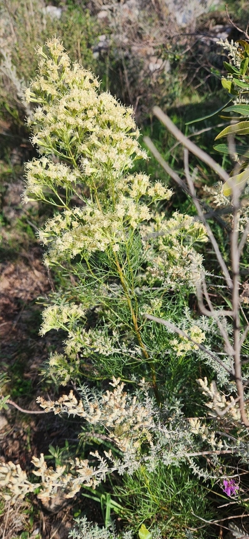 Mikania anethifolia photo 2