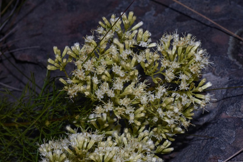 Mikania anethifolia photo 3