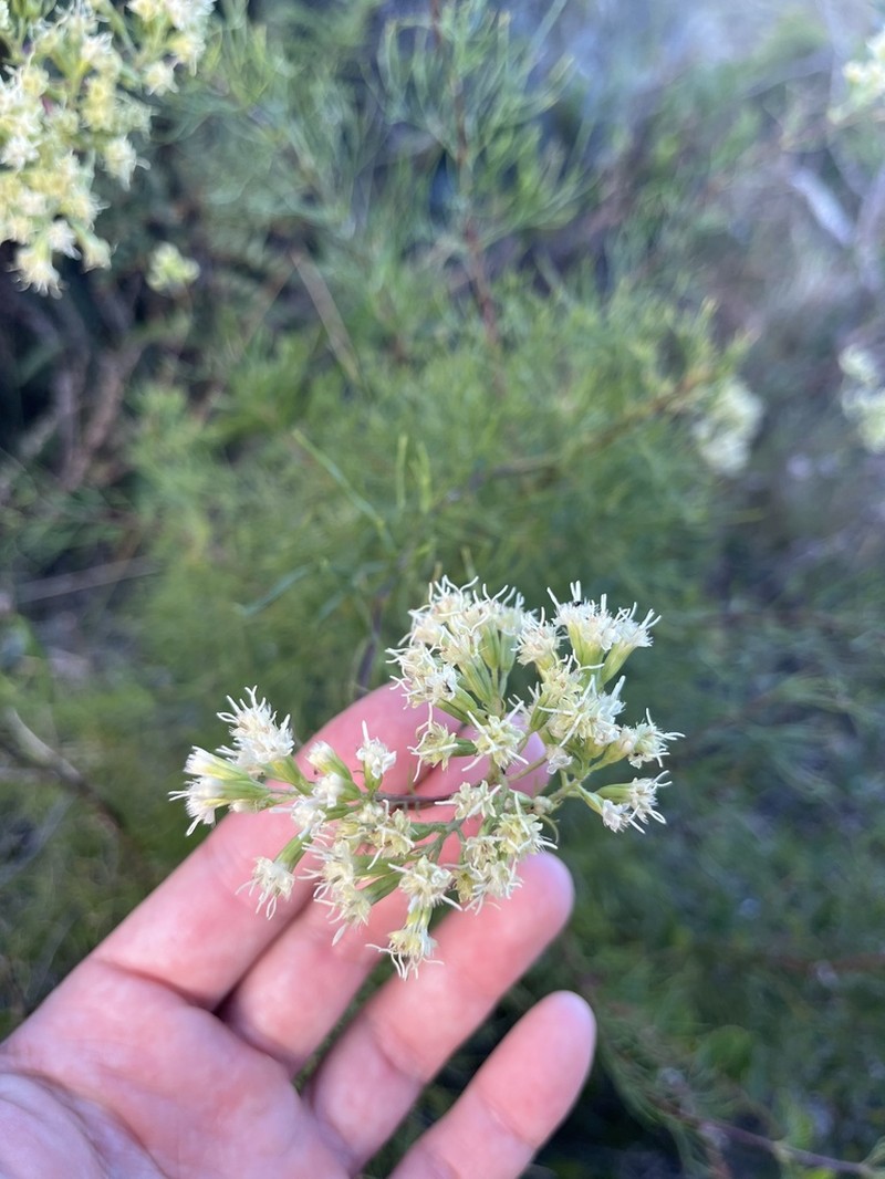 Mikania anethifolia photo 4