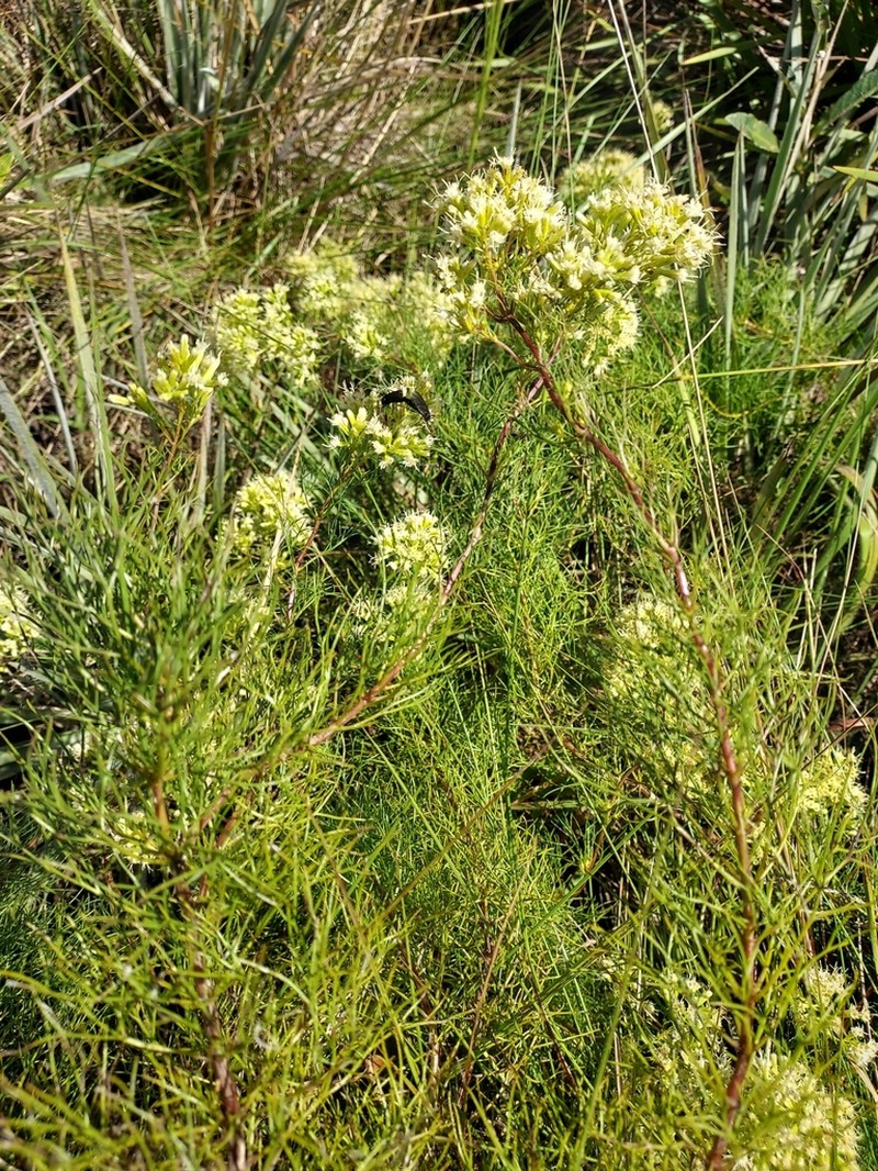 Mikania anethifolia photo 5