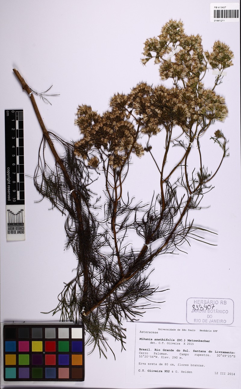 Mikania anethifolia photo 8