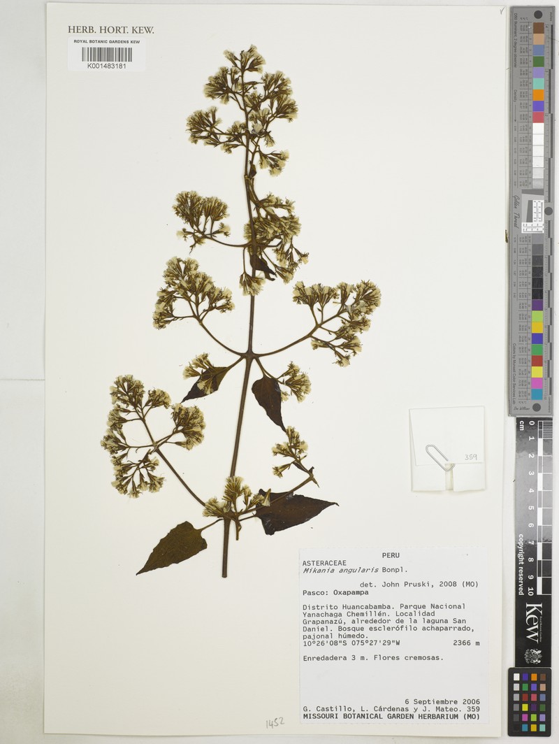 Mikania angularis