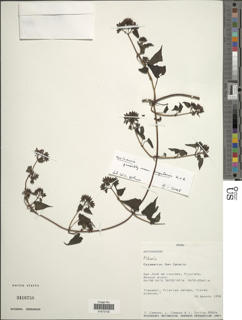 Mikania angularis photo 2