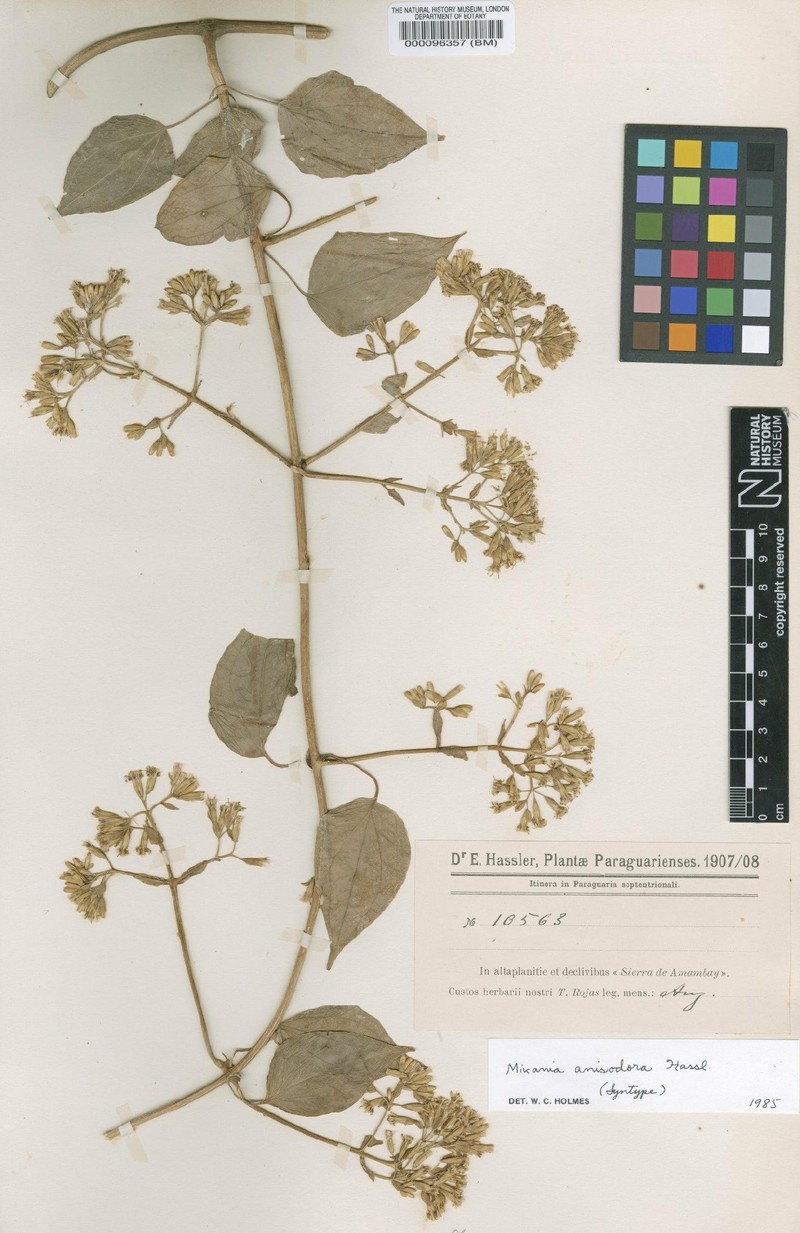 Mikania anisodora photo 2