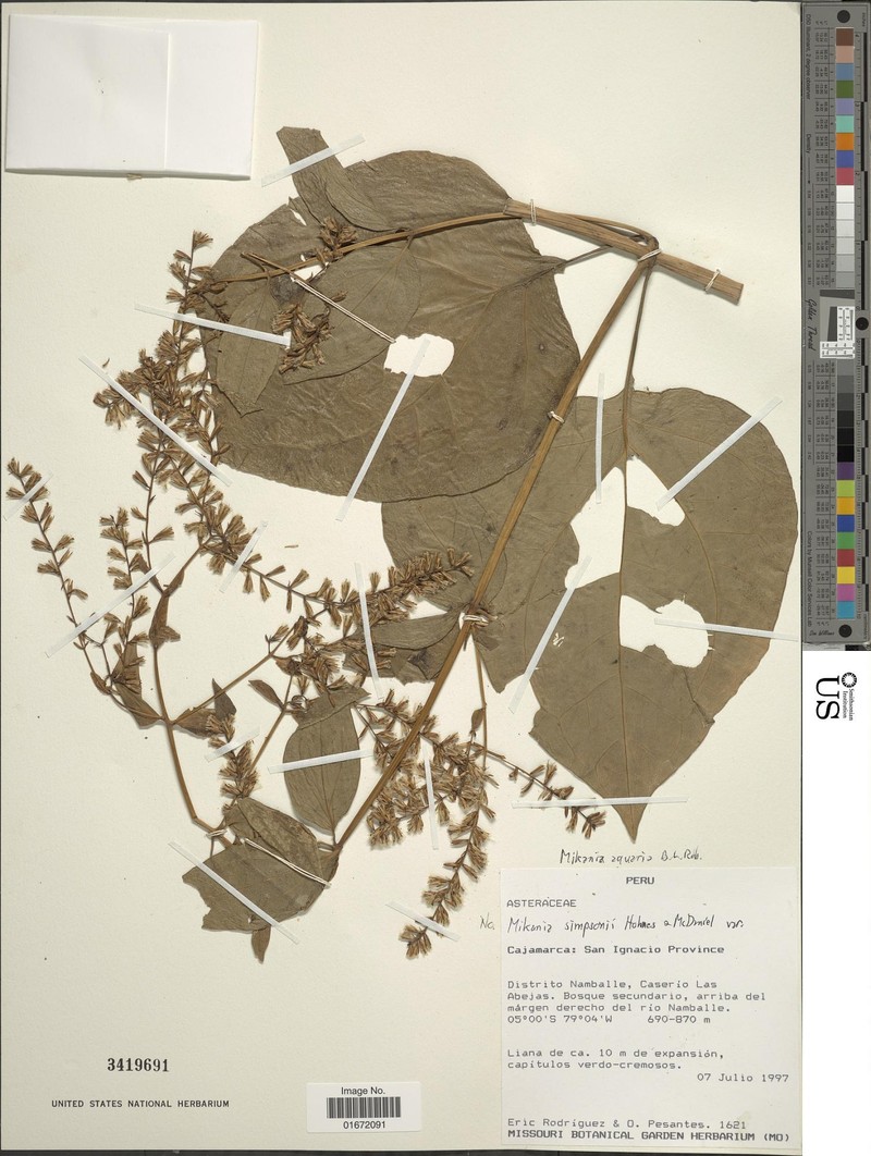 Mikania aquaria