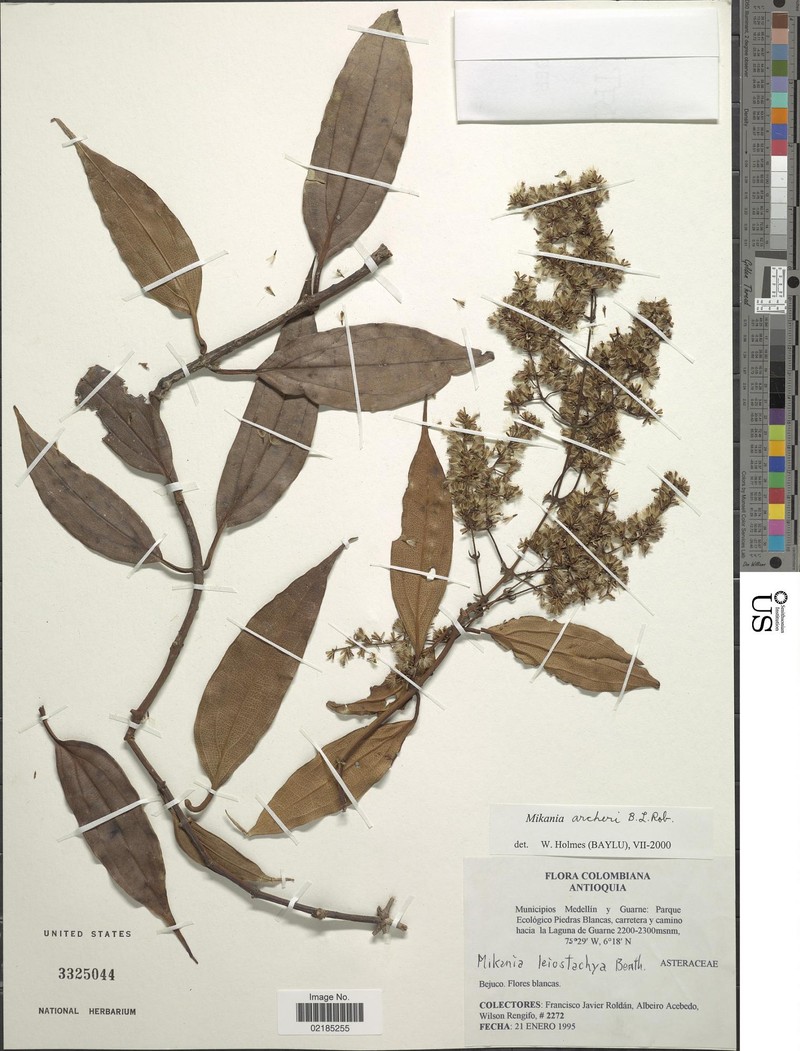 Mikania archeri