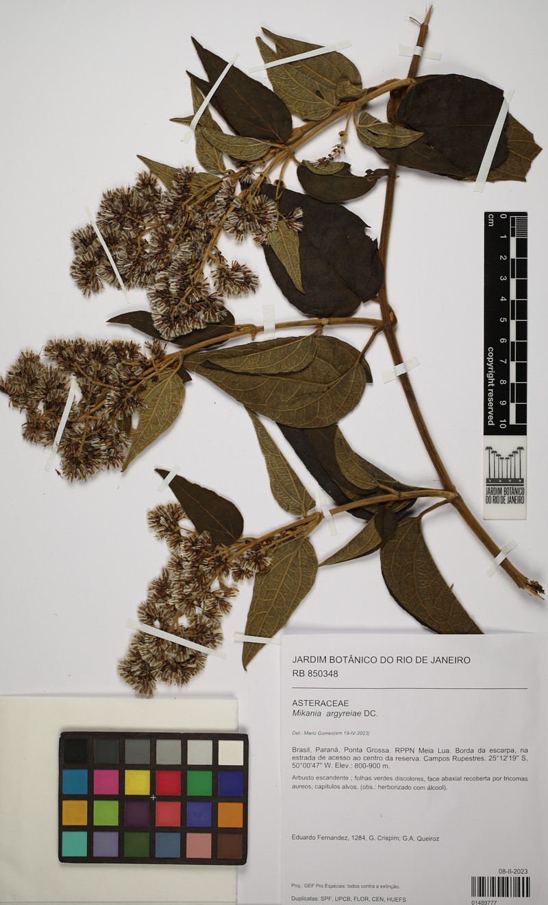 Mikania argyreiae