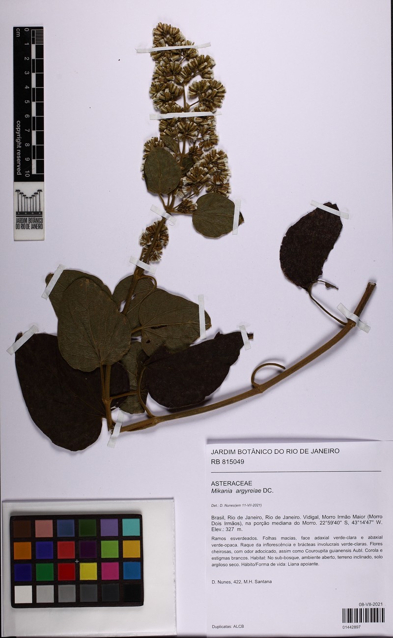 Mikania argyreiae photo 2