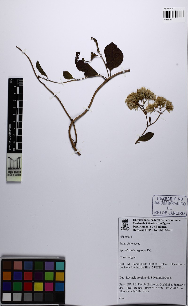 Mikania argyreiae photo 3