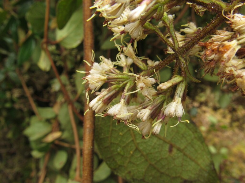 Mikania aristei