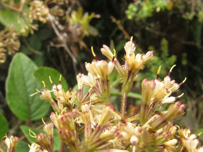 Mikania aristei photo 2