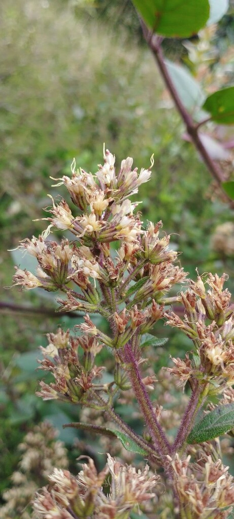 Mikania aristei photo 3