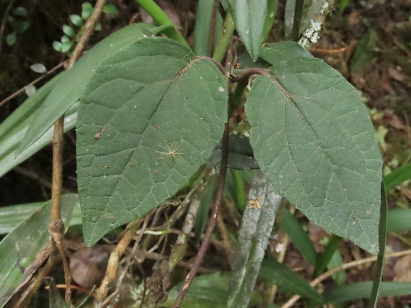 Mikania aristei photo 4