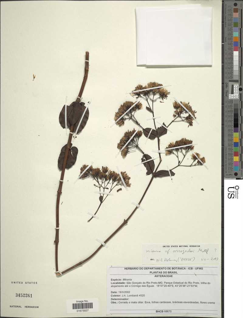 Mikania arrojadoi