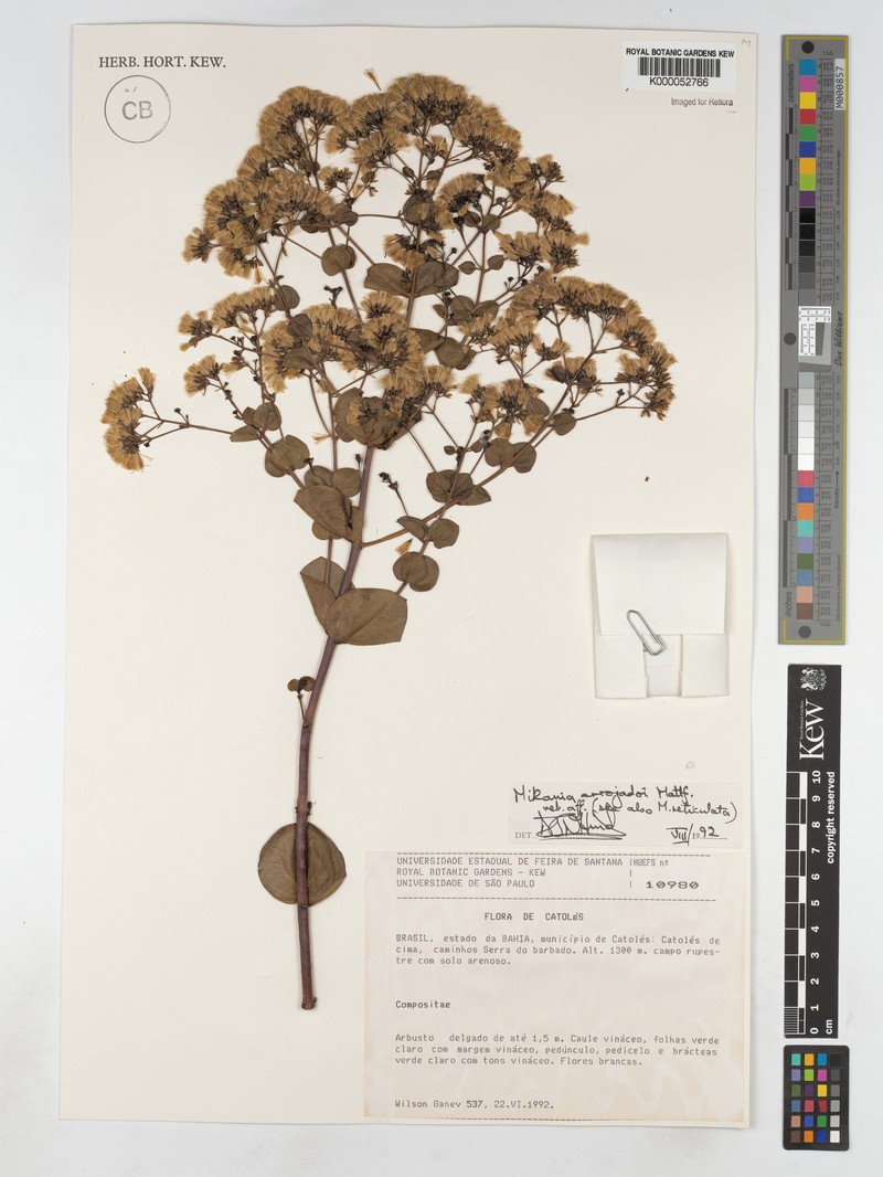 Mikania arrojadoi photo 3