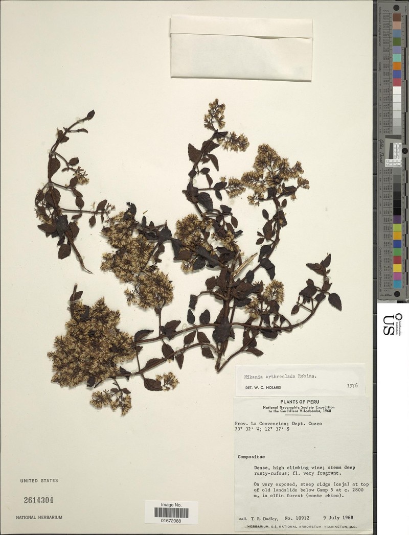 Mikania arthroclada
