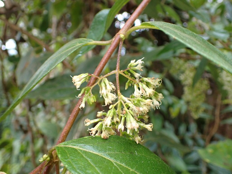 Mikania aschersonii
