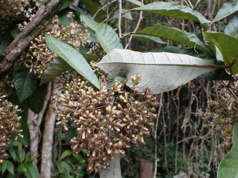 Mikania aschersonii photo 2