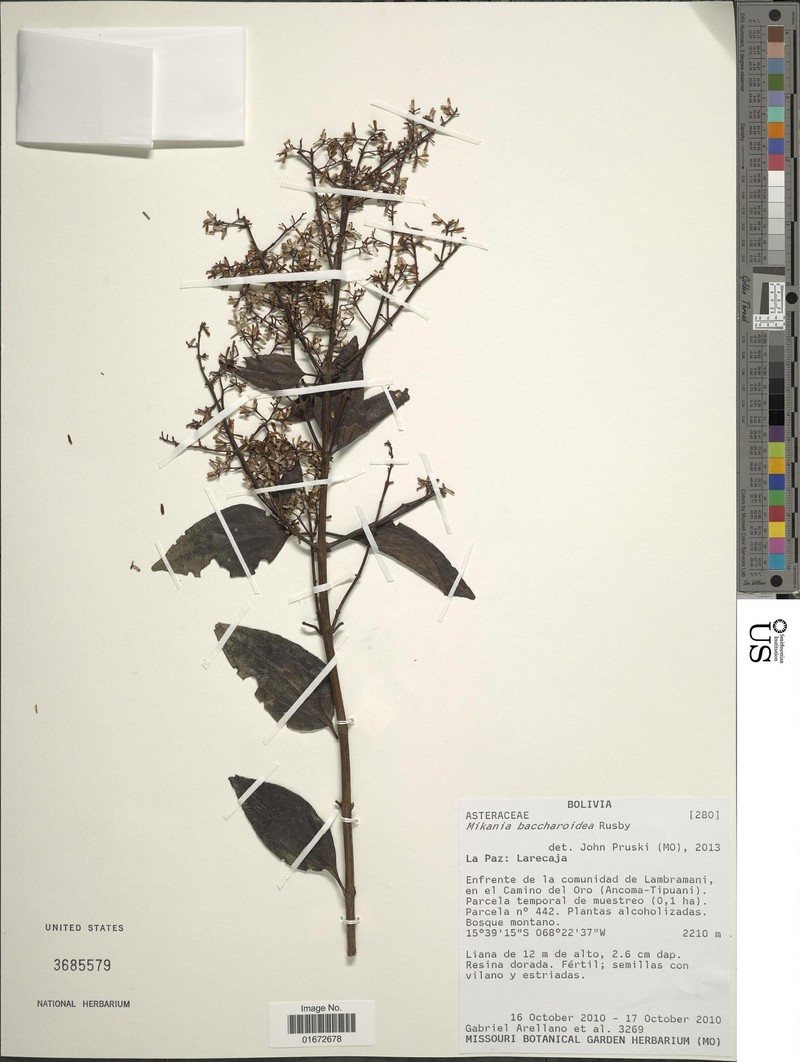 Mikania aschersonii photo 3