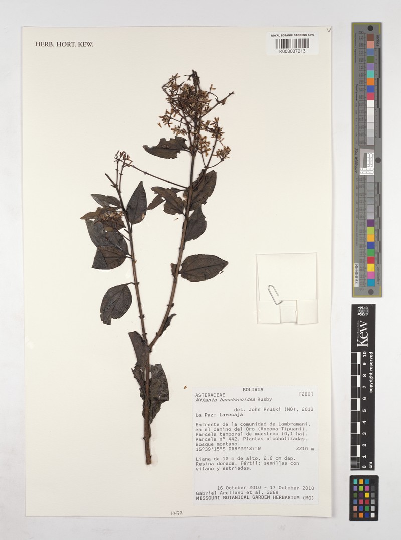 Mikania aschersonii photo 4