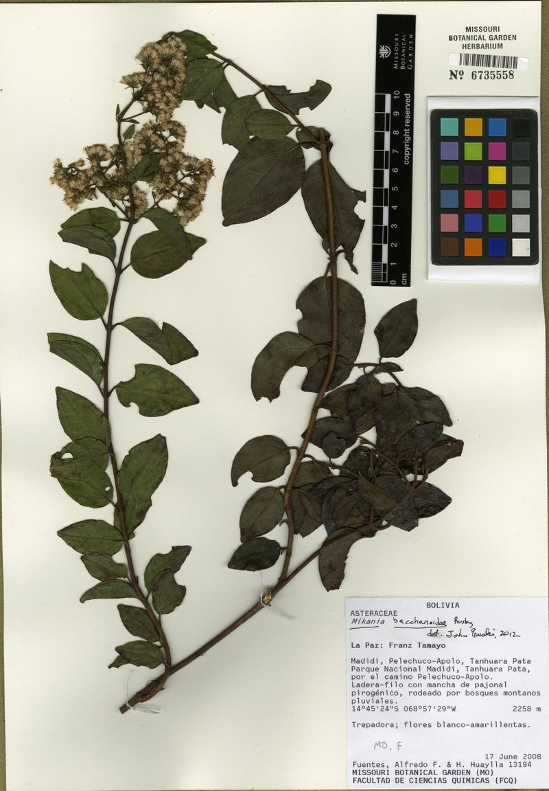 Mikania aschersonii photo 6