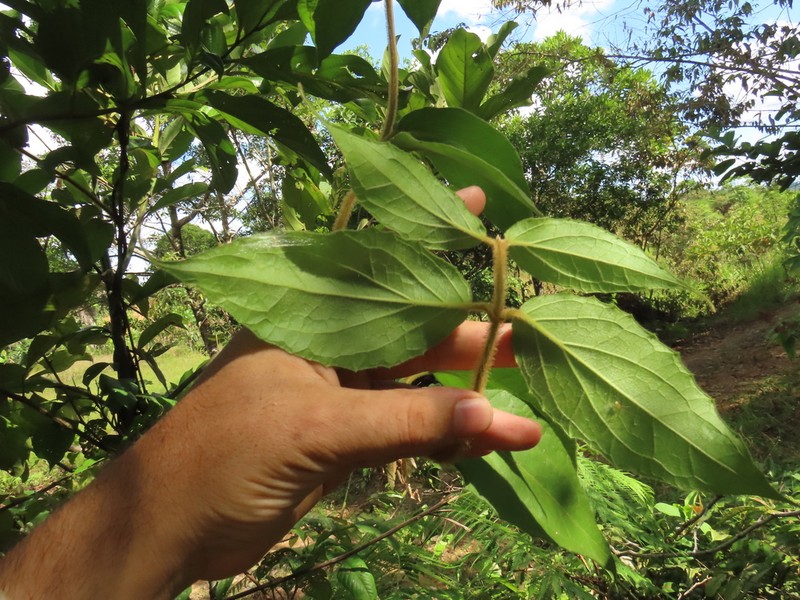 Mikania banisteriae