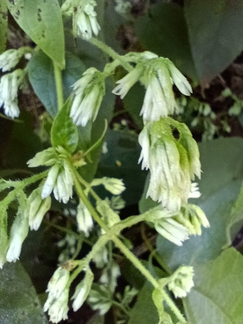 Mikania banisteriae photo 2