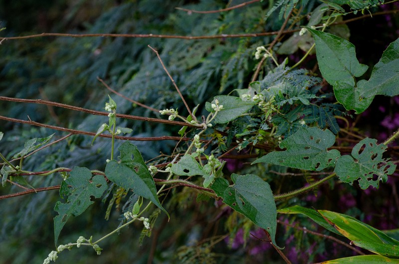 Mikania banisteriae photo 3