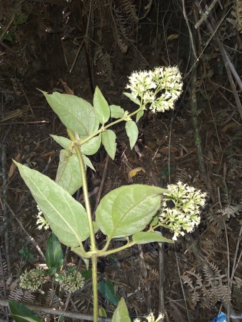 Mikania banisteriae photo 4